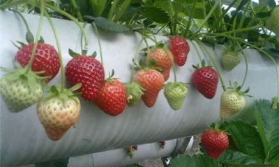 無土栽培草莓架