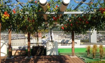 采用管道化水氣培構建庭院空中番茄西瓜廊架